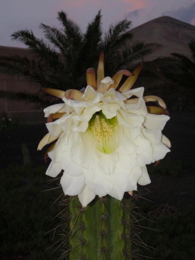 דירות Tías Casa La Tahonilla מראה חיצוני תמונה
